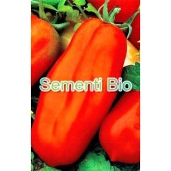 tomate largo supergigante (semillas ecolÃ³gicas)