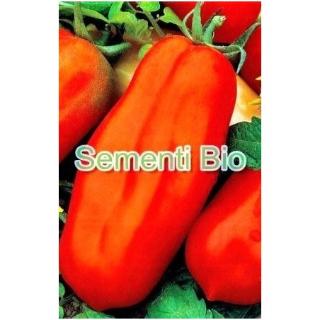 tomate largo supergigante (semillas ecolÃ³gicas)
