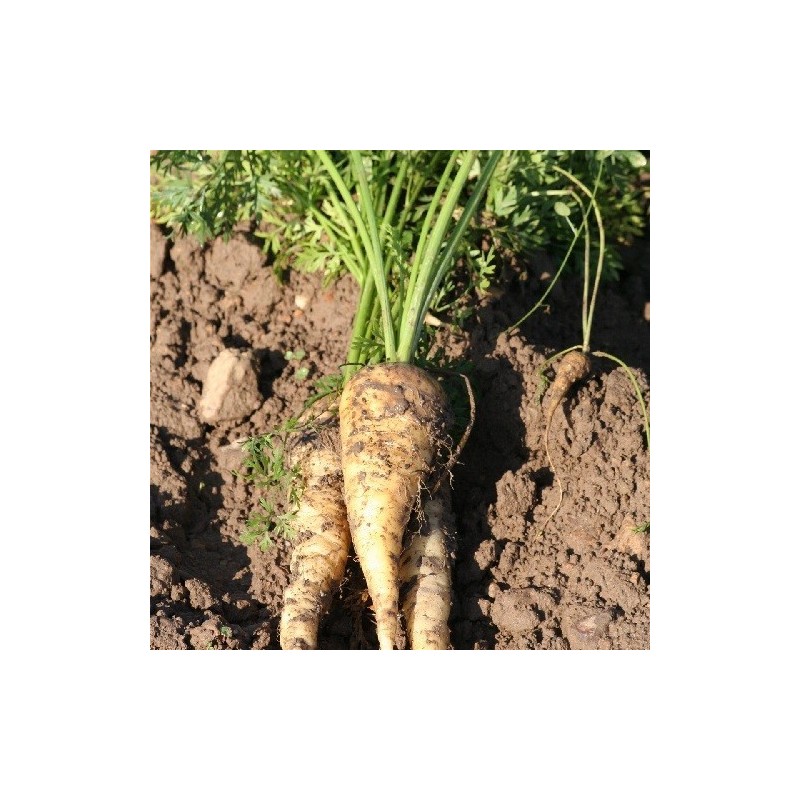 zanahoria blanca de Kuttingen - semillas no tratadas
