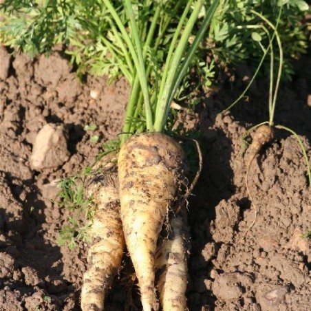 zanahoria blanca de Kuttingen - semillas no tratadas
