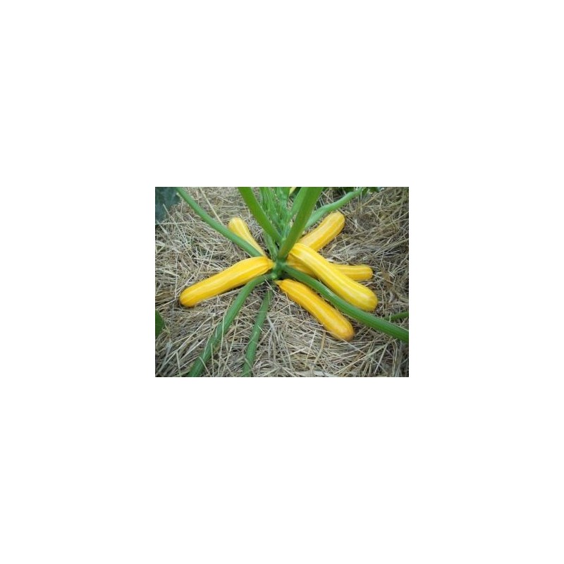 calabacin Sunstripe f1 (semillas sin tratamiento)