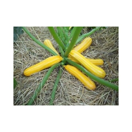 calabacin Sunstripe f1 (semillas sin tratamiento)