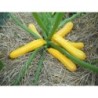 calabacin Sunstripe f1 (semillas sin tratamiento)