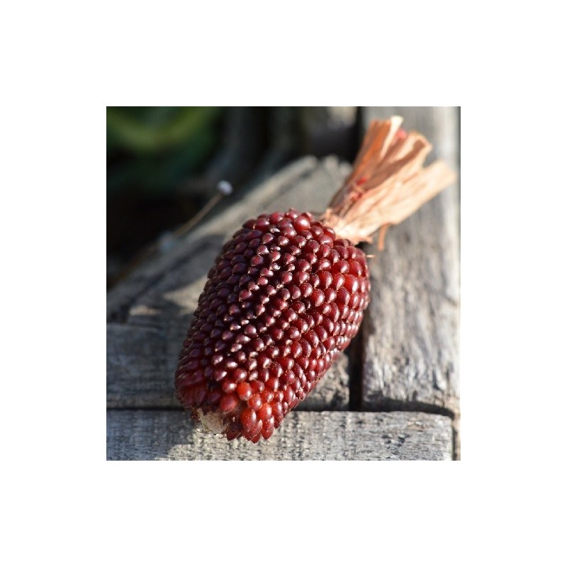 maÃ­z fresa semillas ecolÃ³gicas