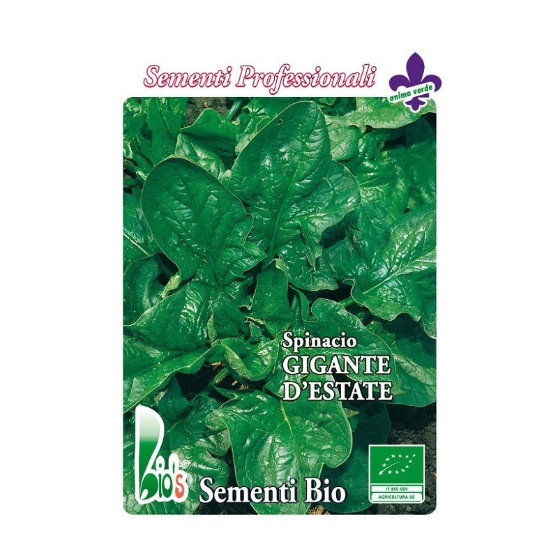 espinaca lorelay - semillas ecolÃ³gicas