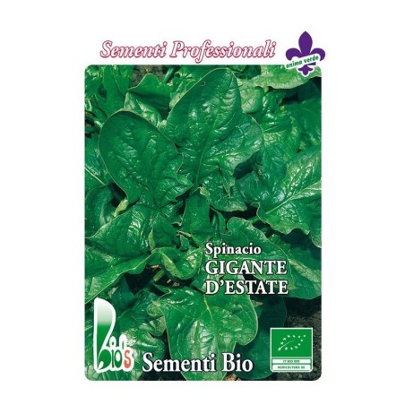 espinaca lorelay - semillas ecolÃ³gicas