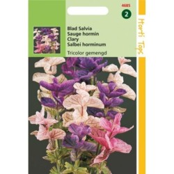Salvia horminum Tricolor