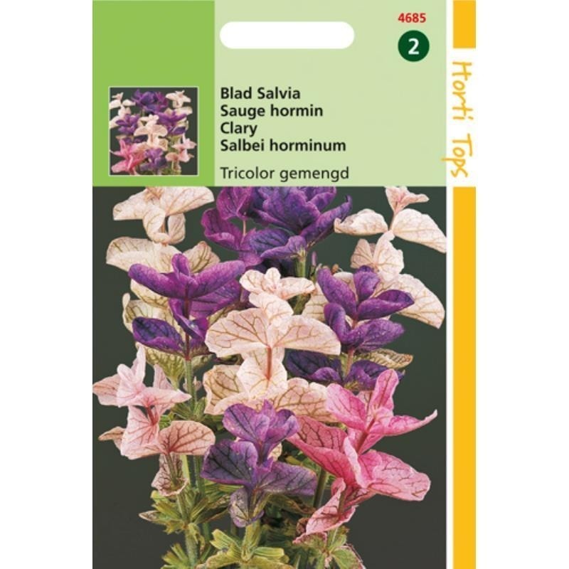 Salvia horminum Tricolor