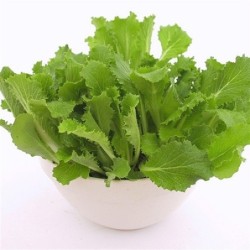 col china pe tsai - semillas ecolÃ³gicas