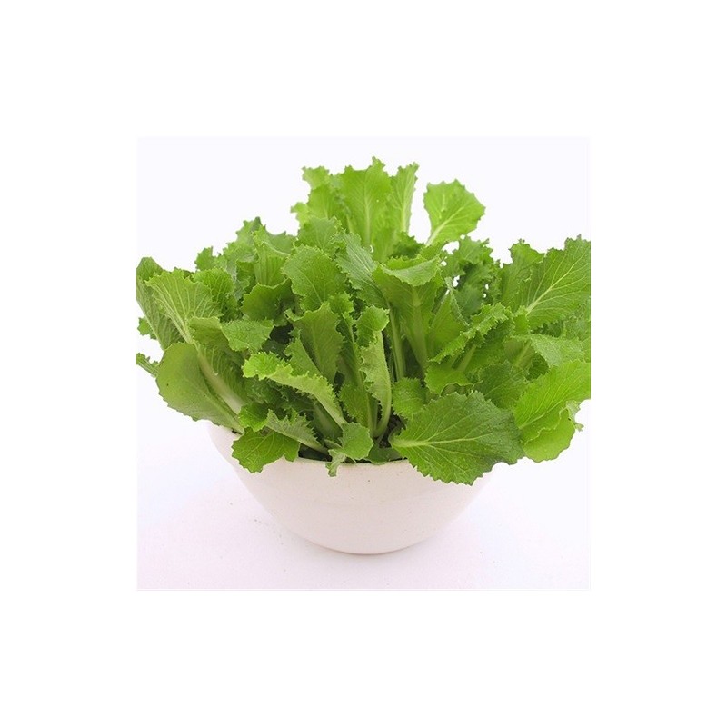 col china pe tsai - semillas ecolÃ³gicas