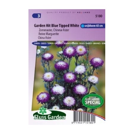 aster de la China hit blue (Callistephus chinensis)