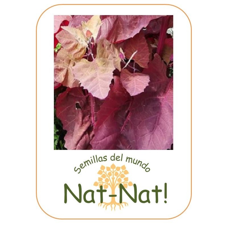 armuelle rojo -bledos- (Atriplex hortensis)