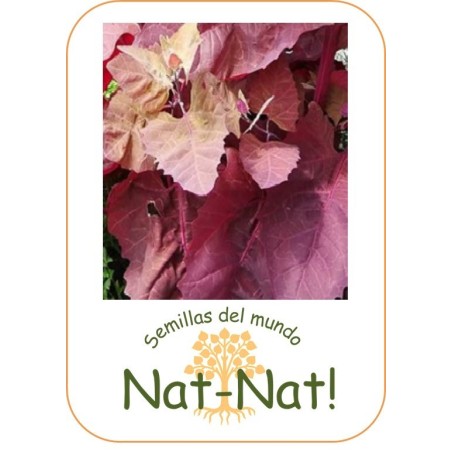 armuelle rojo -bledos- (Atriplex hortensis)