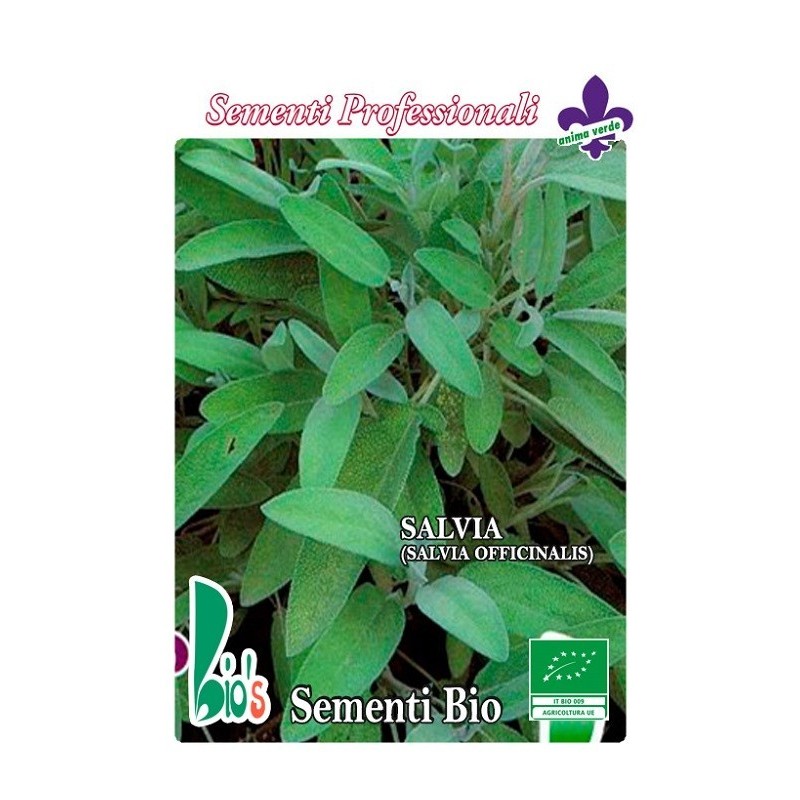 salvia (salvia officinalis) - semillas ecologicas
