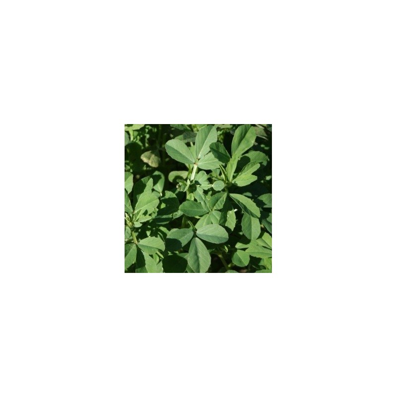 fenogreco (semillas sin tratamiento)