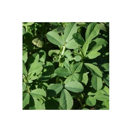 fenogreco (semillas sin tratamiento)