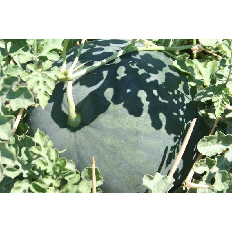 sandia de Faenza (semillas no tratadas)