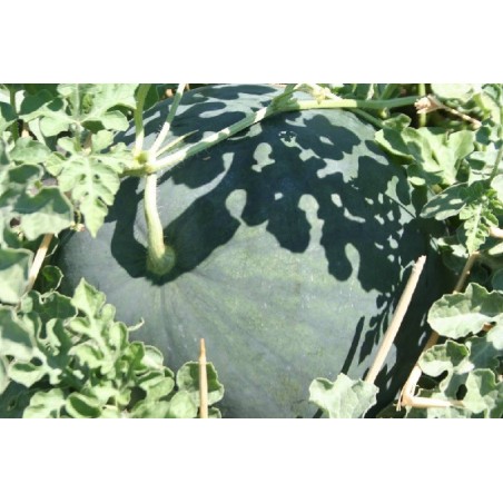 sandia de Faenza (semillas no tratadas)