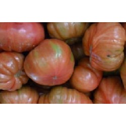 tomate feo de Tudela