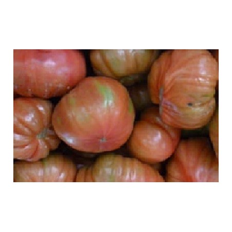 tomate feo de Tudela