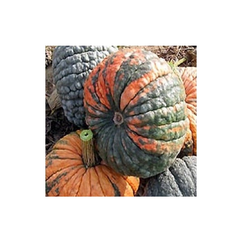 calabaza dulce de horno -  buen gusto