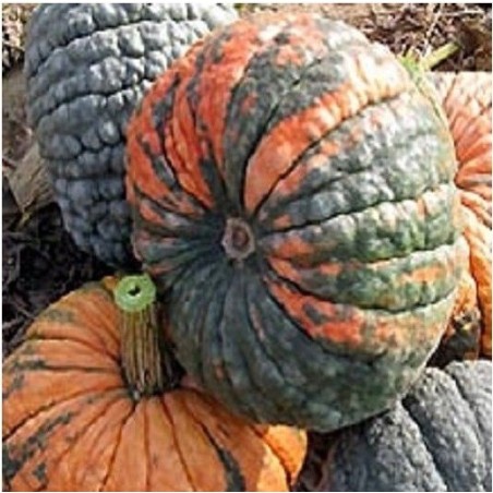 calabaza dulce de horno -  buen gusto