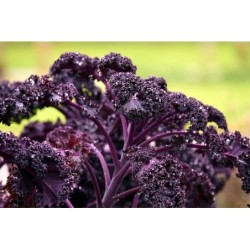 kale scarlet - semillas sin tratamiento