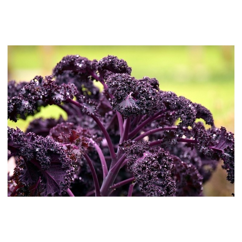 kale scarlet - semillas sin tratamiento