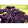 kale scarlet - semillas sin tratamiento