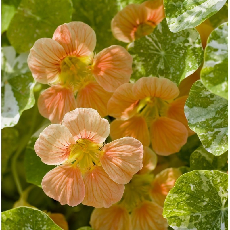 capuchina salmÃ³n de Alaska - semillas no tratadas