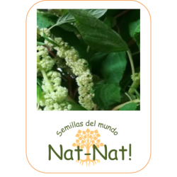 amaranto cascada verde (Amaranthus caudatus)