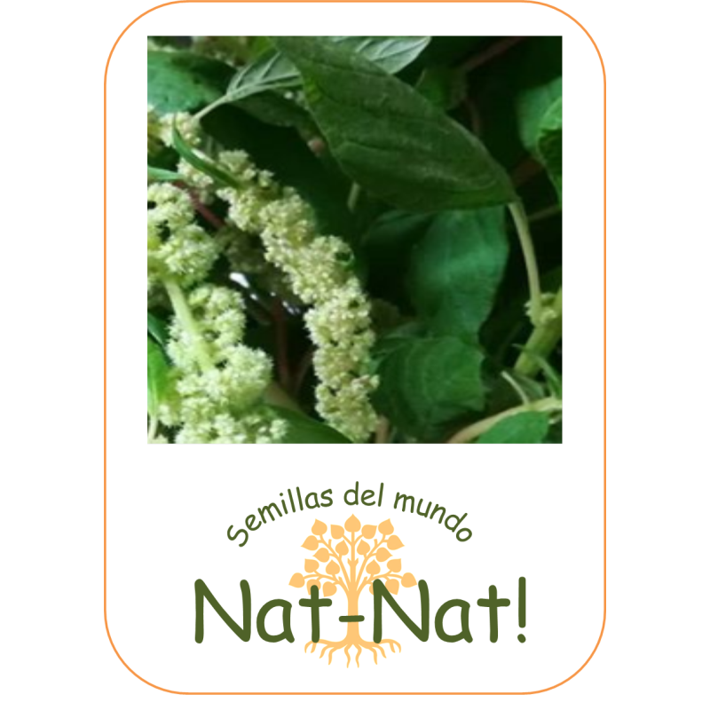 amaranto cascada verde (Amaranthus caudatus)