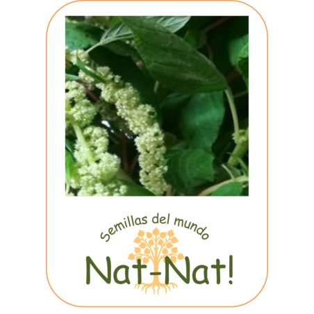 amaranto cascada verde (Amaranthus caudatus)