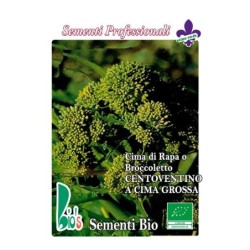 brocoli rapa centoventino - semillas ecologicas