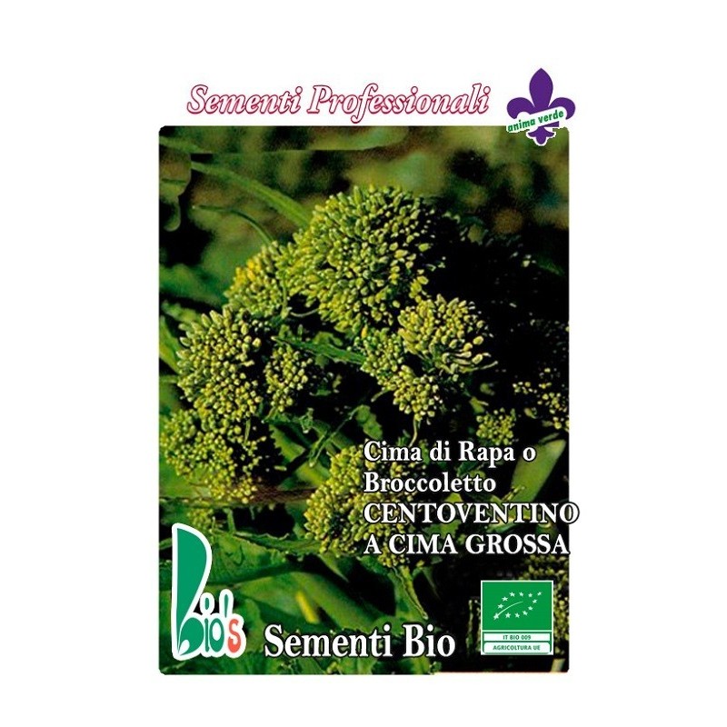 brocoli rapa centoventino - semillas ecologicas