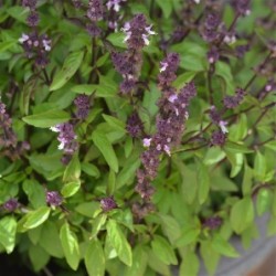 albahaca regaliz- semillas ecolÃ³gicas