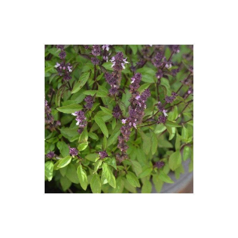 albahaca regaliz- semillas ecolÃ³gicas