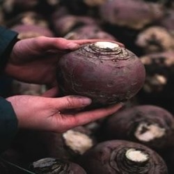 colinabo magres (semillas sin tratamiento)