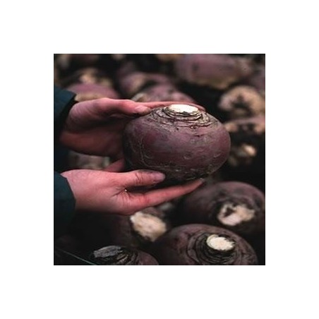 colinabo magres (semillas sin tratamiento)