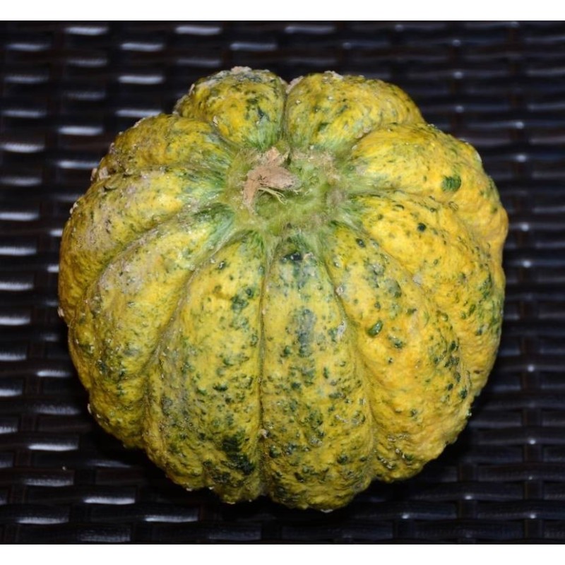 melon zatta (semillas ecolÃ³gicas)