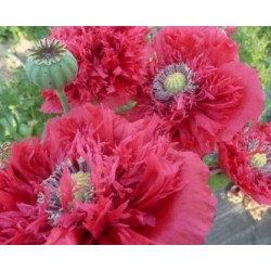 adormidera (Papaver somniferum) - semillas ecolÃ³gicas