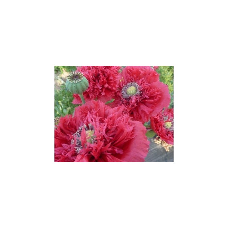 adormidera (Papaver somniferum) - semillas ecolÃ³gicas