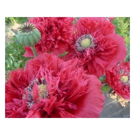 adormidera (Papaver somniferum) - semillas ecolÃ³gicas