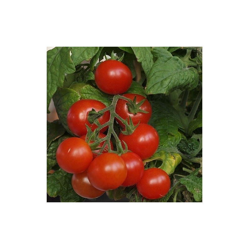 tomate Tiny Tim (semillas sin tratamiento)