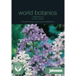 Campanula Lactiflora Mix