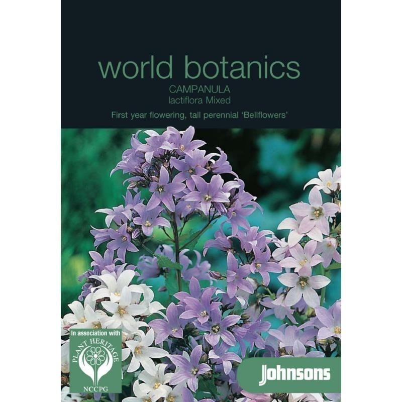 Campanula Lactiflora Mix
