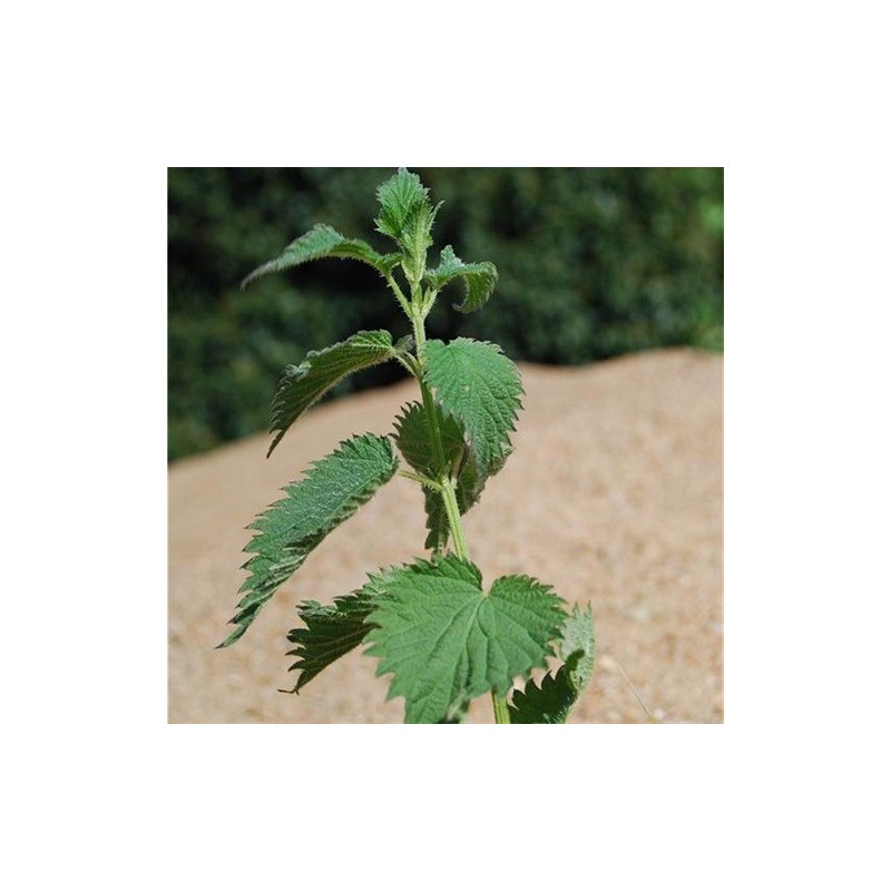 ortiga mayor semillas ecolÃ³gicas