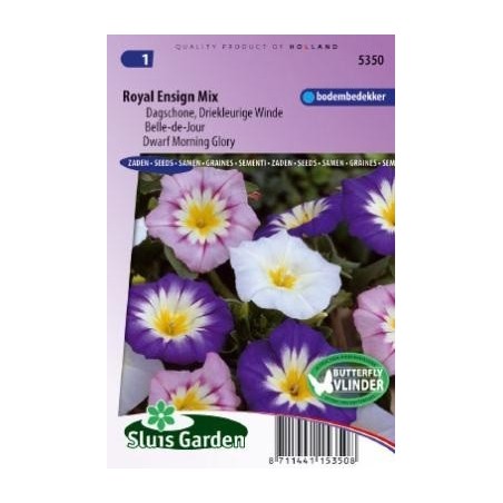 Dondiego de dia (	Convolvulus tricolor)