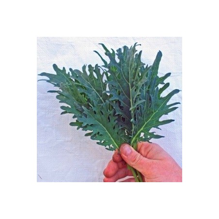Kale Fizz - semillas no tratadas