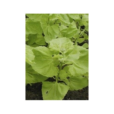 armuelle Mondseer (Atriplex hortensis) semillas no tratadas